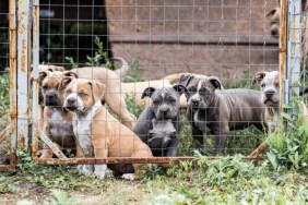 American Pit Bull puppies, like the 31 dogs discovered by the police at a D.C. home.
