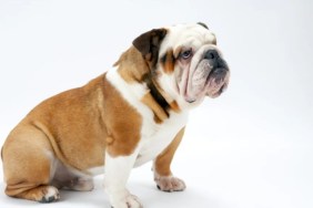 A brown and white Bulldog breed standing in a white background, like the dead dog in a trash bag