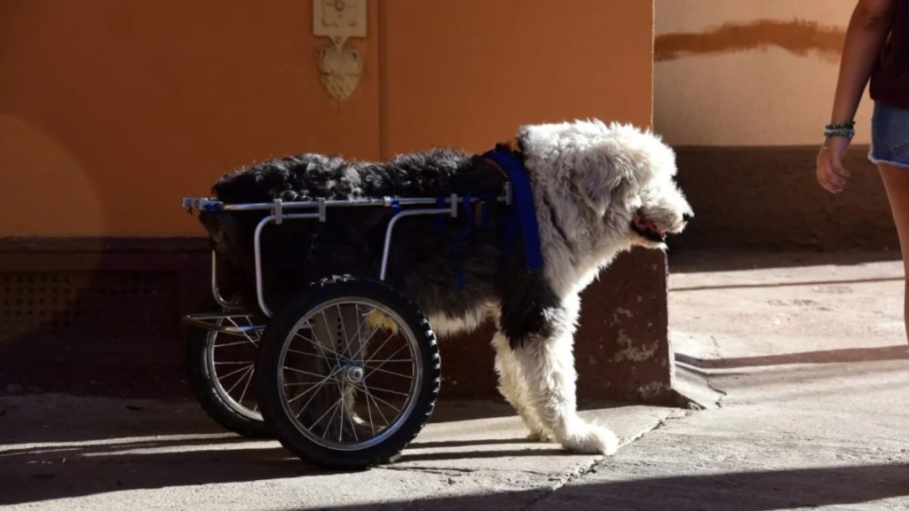 A dog in a wheelchair standing on the edge of a street pavement, like the disabled dog in Huron County