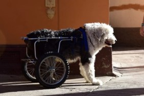 A dog in a wheelchair standing on the edge of a street pavement, like the disabled dog in Huron County