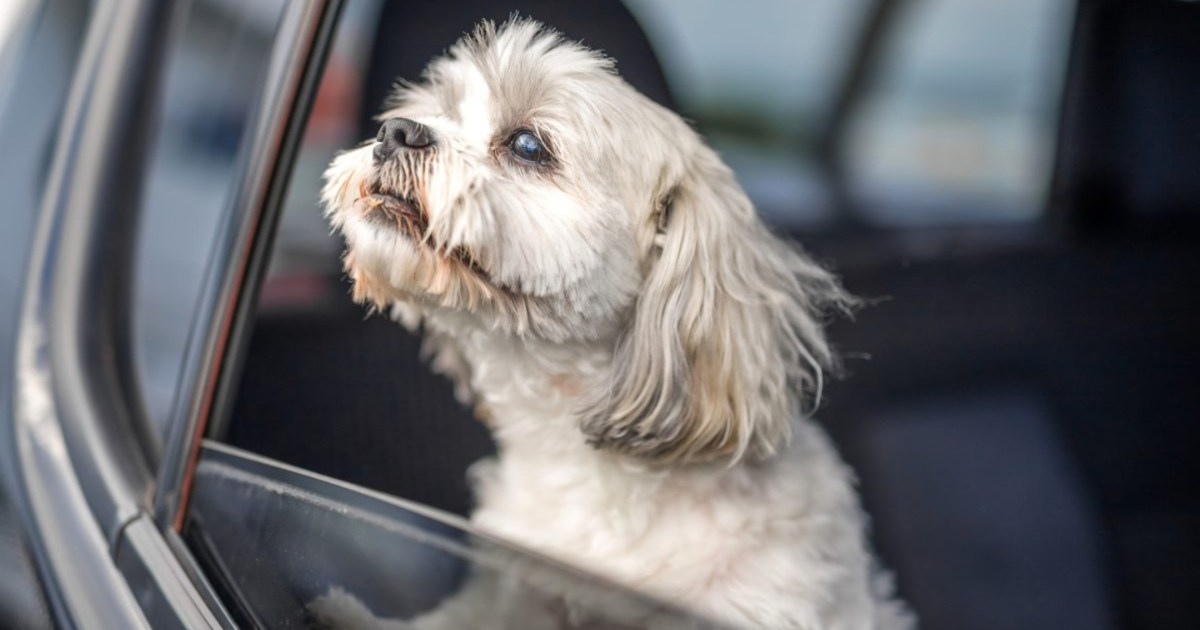 Taxi Driver Refuses Ride for Disabled Man With Service Dog