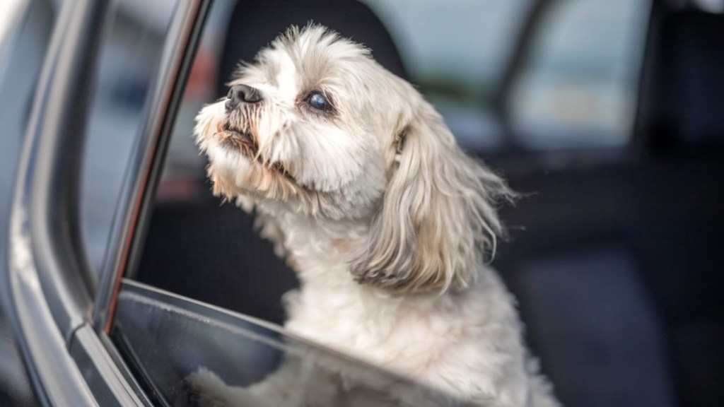 A dog sitting in a car, similar to the disabled man who was denied a taxi ride due to the presence of his assistance dog.