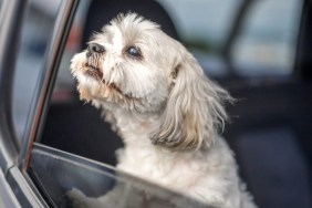 A dog sitting in a car, similar to the disabled man who was denied a taxi ride due to the presence of his assistance dog.