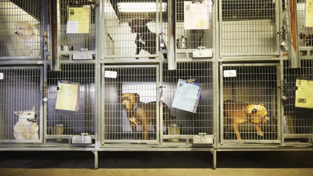 Dogs in cages at an animal shelter, an Oklahoma shelter dog was accidentally euthanized