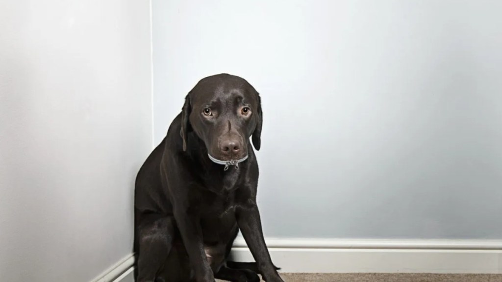 A dog sitting in a corner, like the dog who was duct taped and beaten to death in South Dakota.