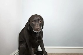 A dog sitting in a corner, like the dog who was duct taped and beaten to death in South Dakota.