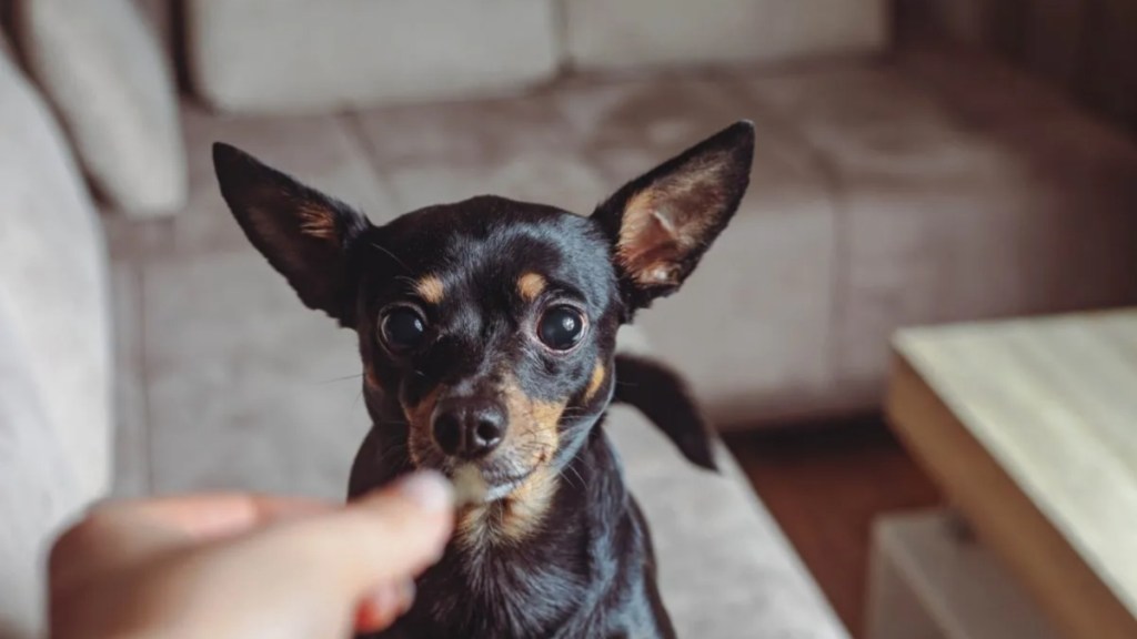 A dog looking at a treat like the viral TikTok video in which a dog's ears become wings upon hearing the word, "treat."