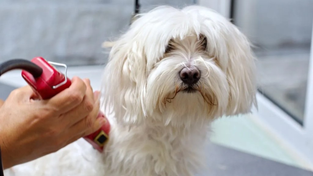 A dog at the groomer, similar to the Maltese-Yorkie mix who got paralyzed at a Las Vegas grooming salon and had to be euthanized.