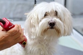 A dog at the groomer, similar to the Maltese-Yorkie mix who got paralyzed at a Las Vegas grooming salon and had to be euthanized.