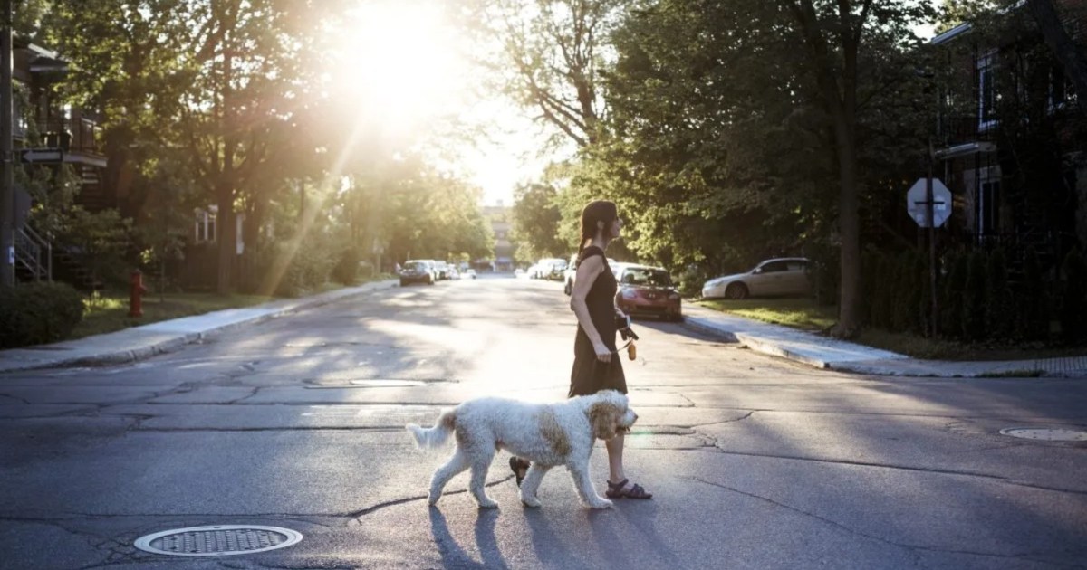 Pennsylvania Man Attacks Dog With Hatchet