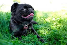 A Brussels Griffon dog like the viral dog on TikTok whose reaction to vegan food became viral.