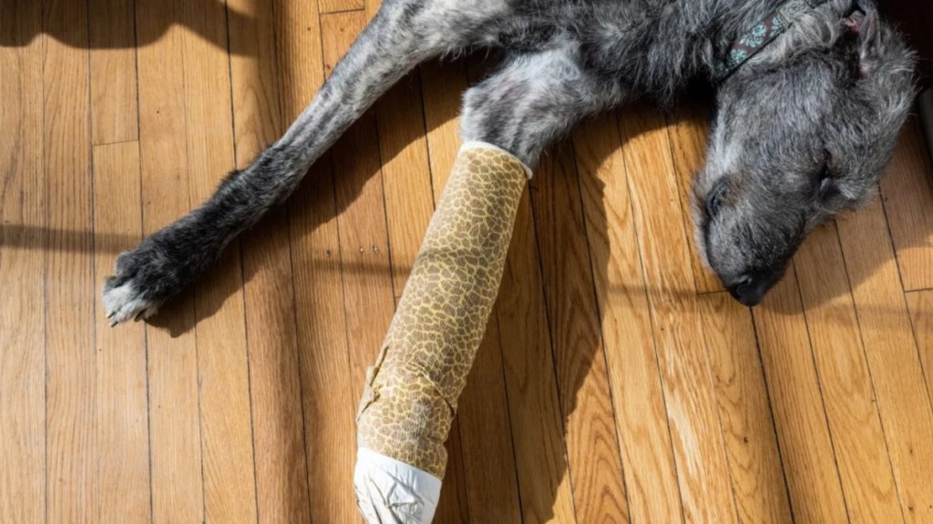 An injured dog lying on the floor with a bandage around their leg, like the Ohio dog pierced with shotgun pellets