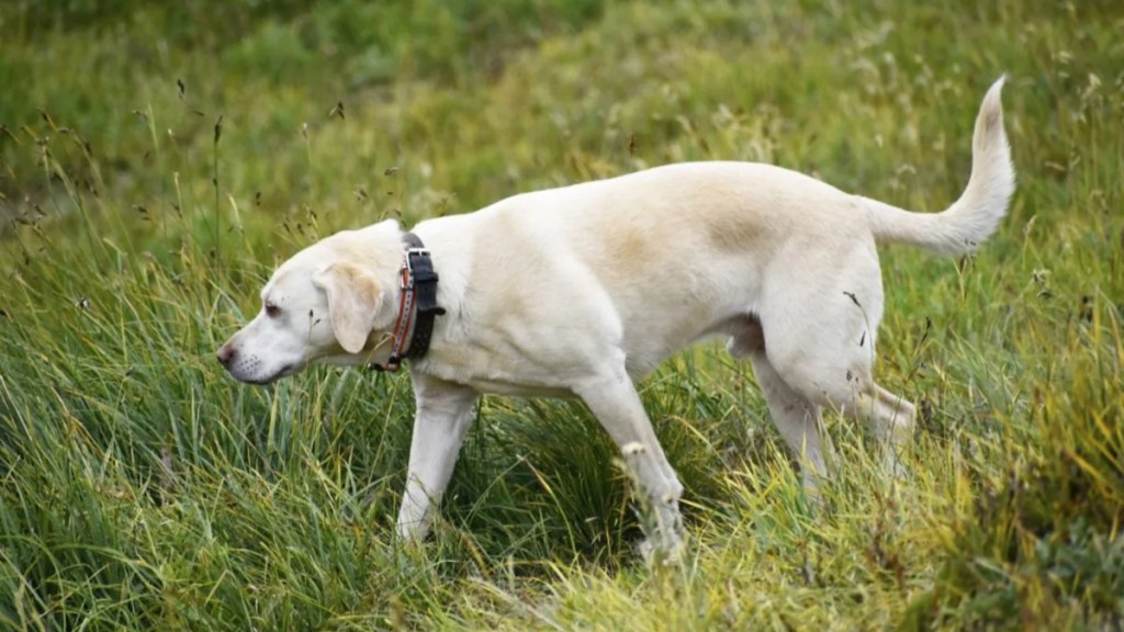 Yellow Labrador dog detecting invasive species.