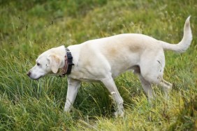 Yellow Labrador dog detecting invasive species.