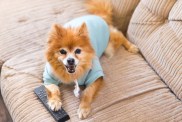 A dog with a TV remote similar to the dogs who like watching Bluey.
