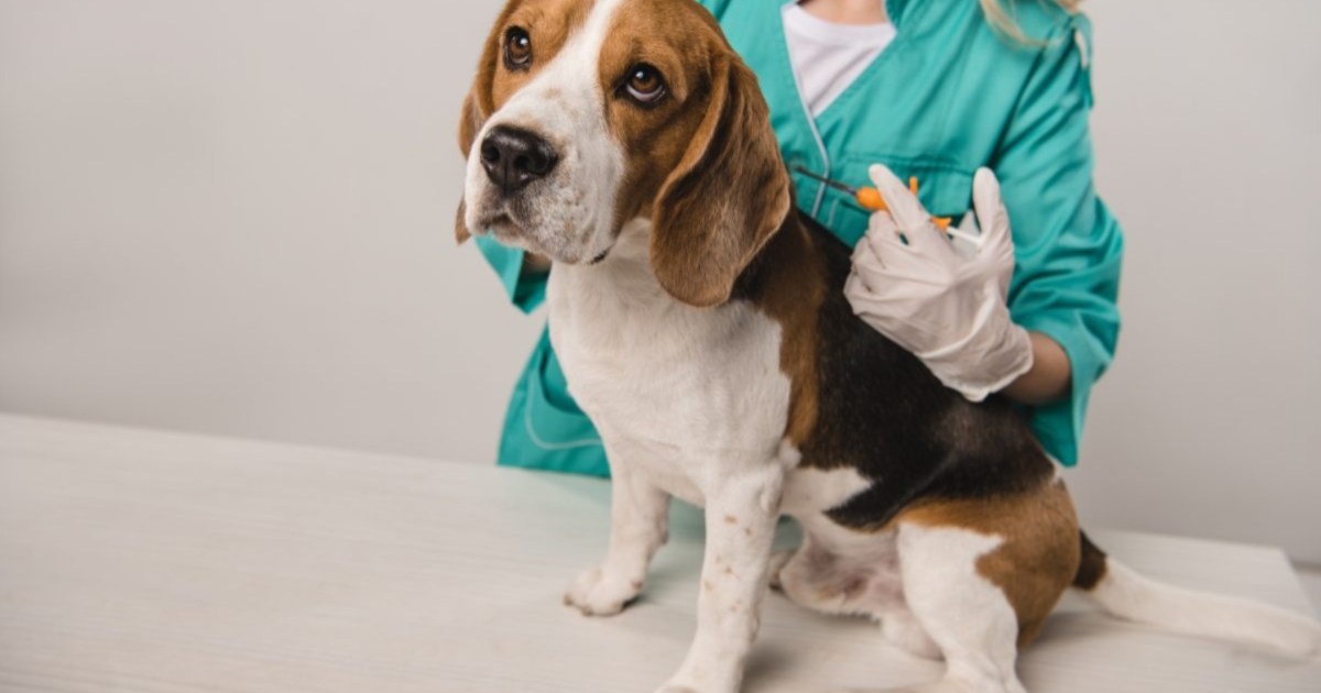 Over 200 Dogs and Cats Rescued From Animal Testing Lab