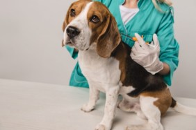 Dogs rescued from animal testing