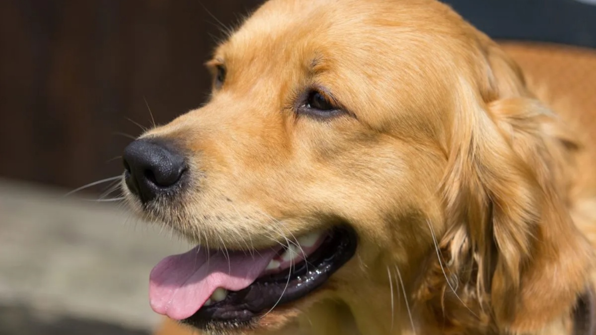 Duke the Dog Has Pushed Which Product Since 1995? Quiz Answer