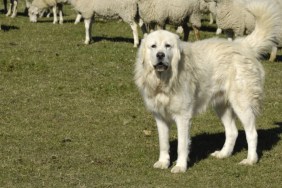 Farm dog in Georgia wins award for saving flock from coyotes