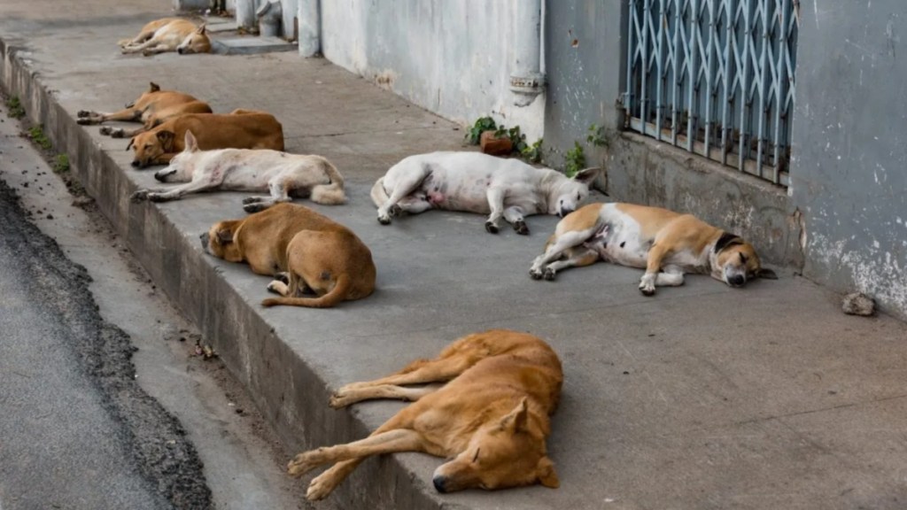 Several stray dogs sleeping on a pavement on the street, roughly a thousand feral dogs have entered Israel from Gaza.