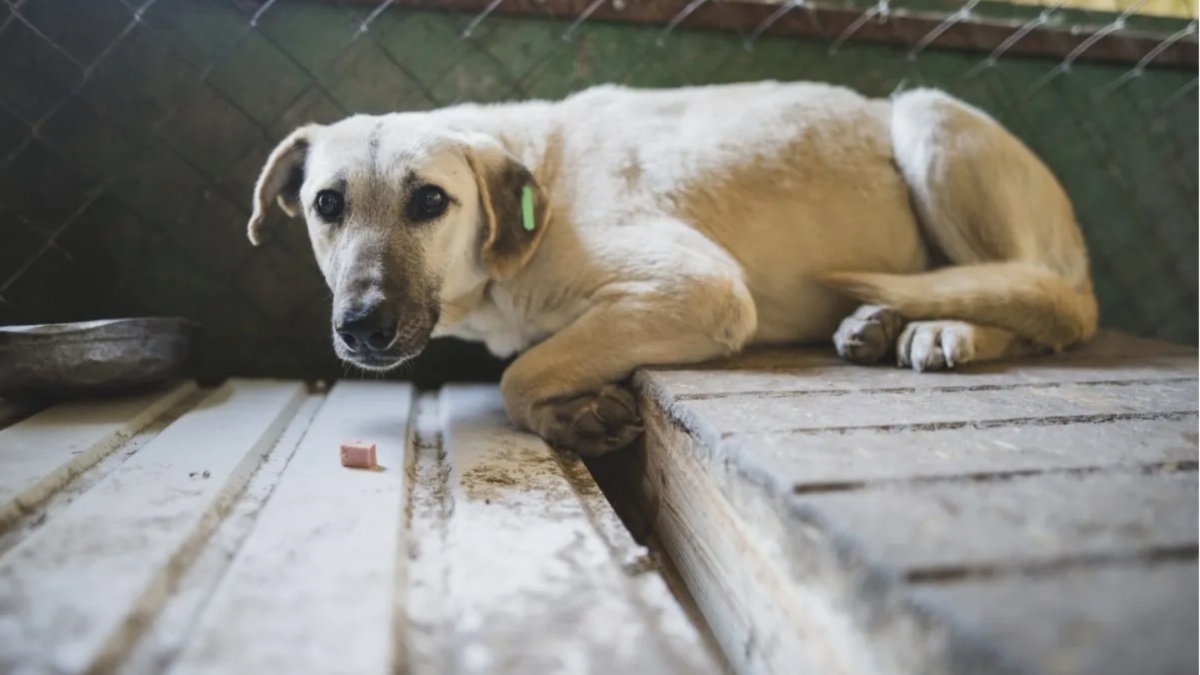 Florida Couple Arrested for Sexually Assaulting Family Dog