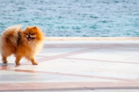 A brown, fluffy dog walking along a windy seafront, like the fluffy dog seen in the viral TikTok video