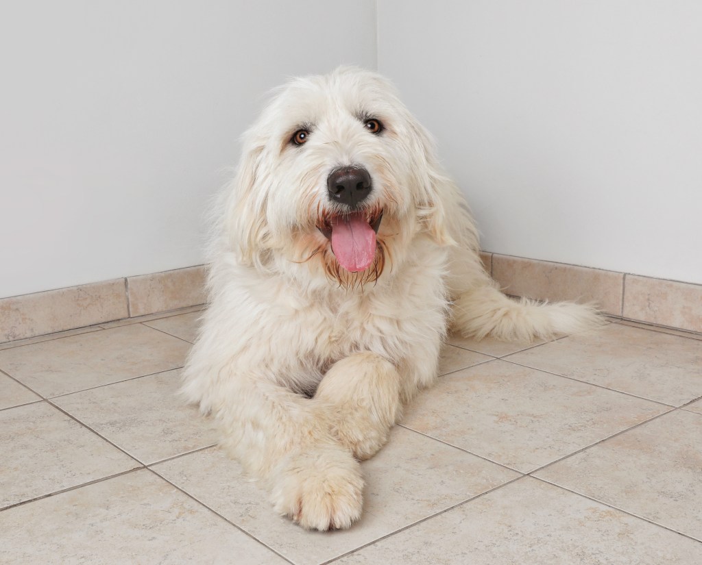 Happy Pyredoodle sitting on a tiled floor