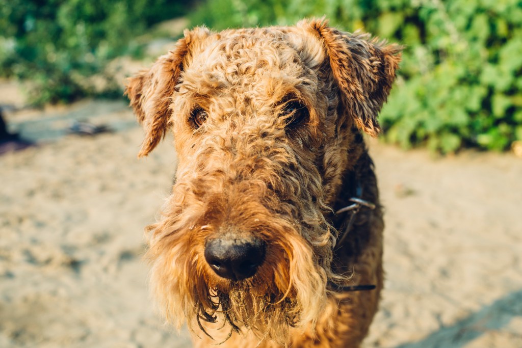 An Airedale Terrier.