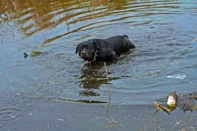 Black Rottweiler dog in the water similar to the rescued dog in the U.K.