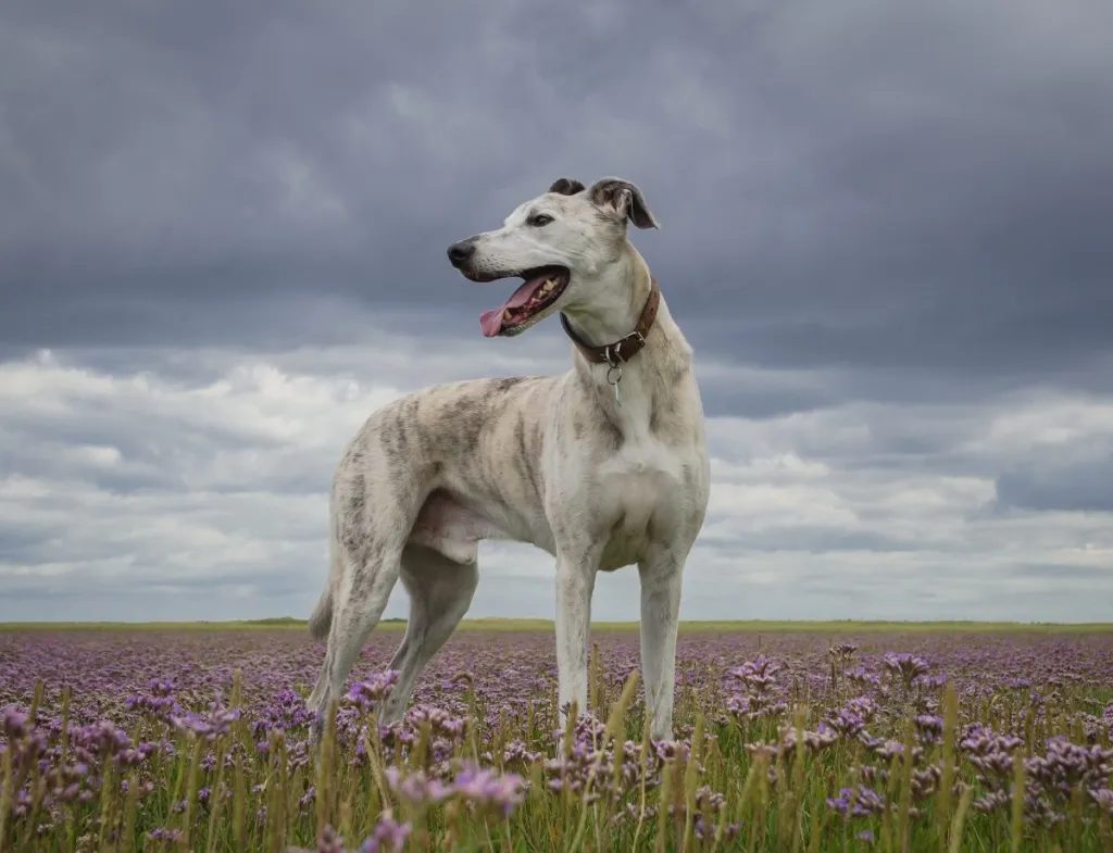 Lurcher dog on sea lavender with stormy sky