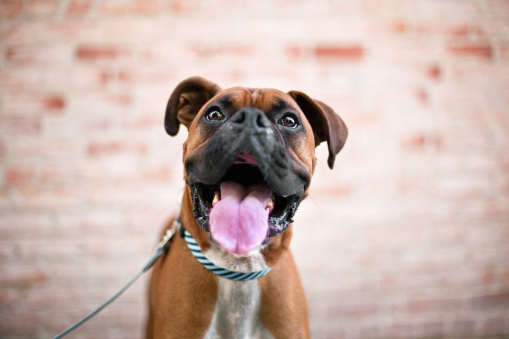 Close up portrait of cute Boxer, a breed prone to motion sickness.