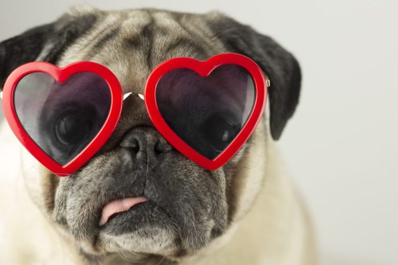 Silly Pug wearing heart-shaped sunglasses for Valentine's Day.