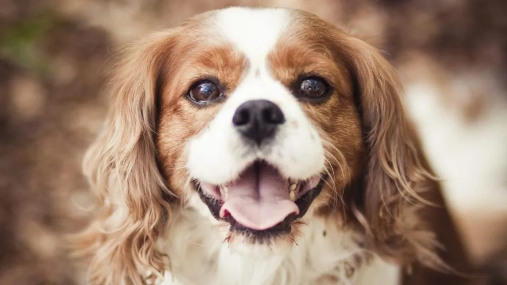 Close-up photo of a Cavalier King Charles Spaniel, a breed good for novice dog owners.