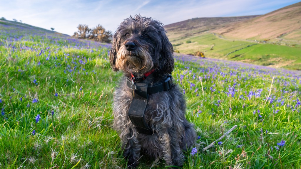 Taken on Dartmoor National Park. Schnoodle sitting with a backdrop of bluebells.