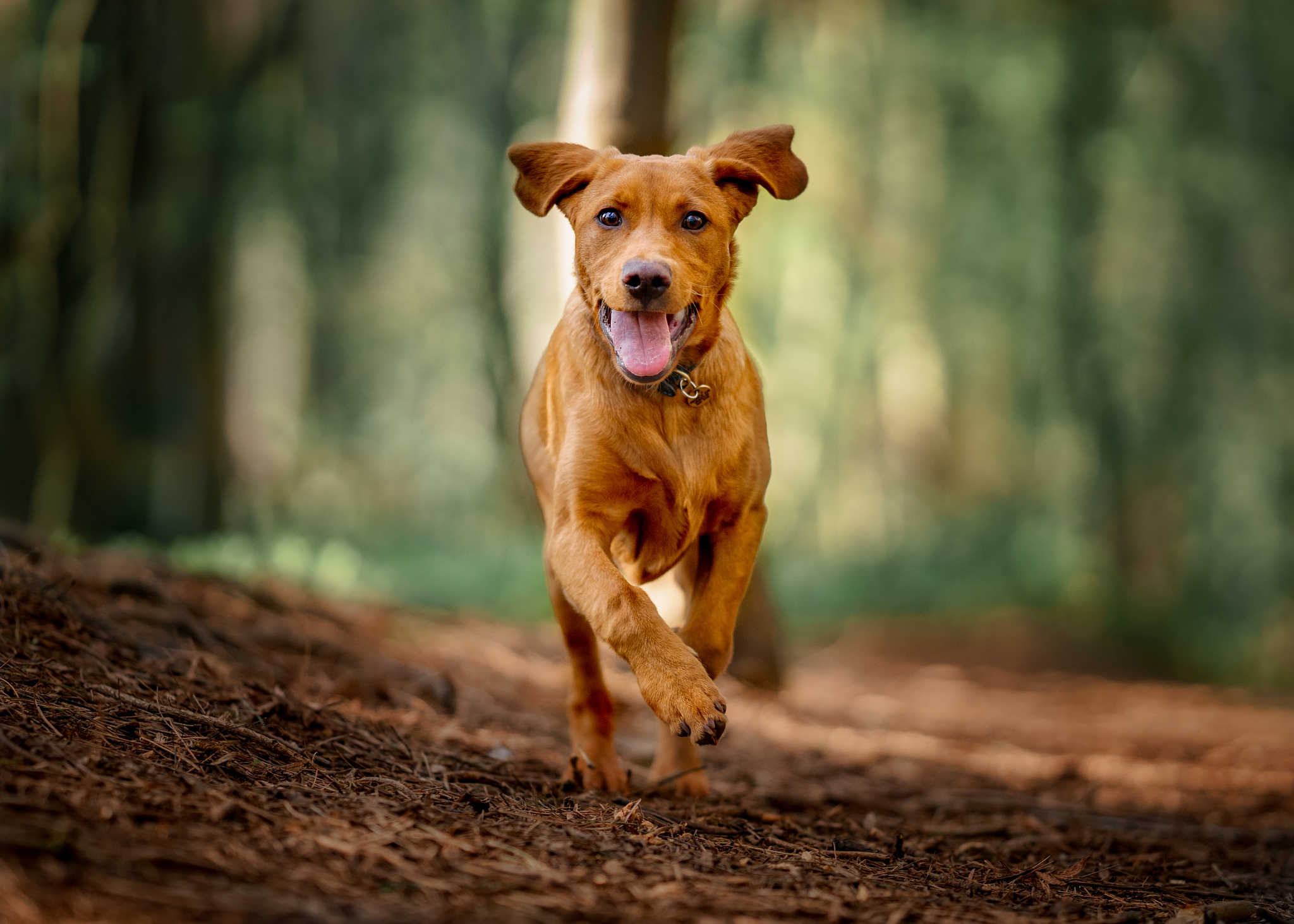 American sale eagle dog