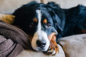 Bernese Mountain Dog, a breed with a high cancer risk, sitting sleepily on the couch.