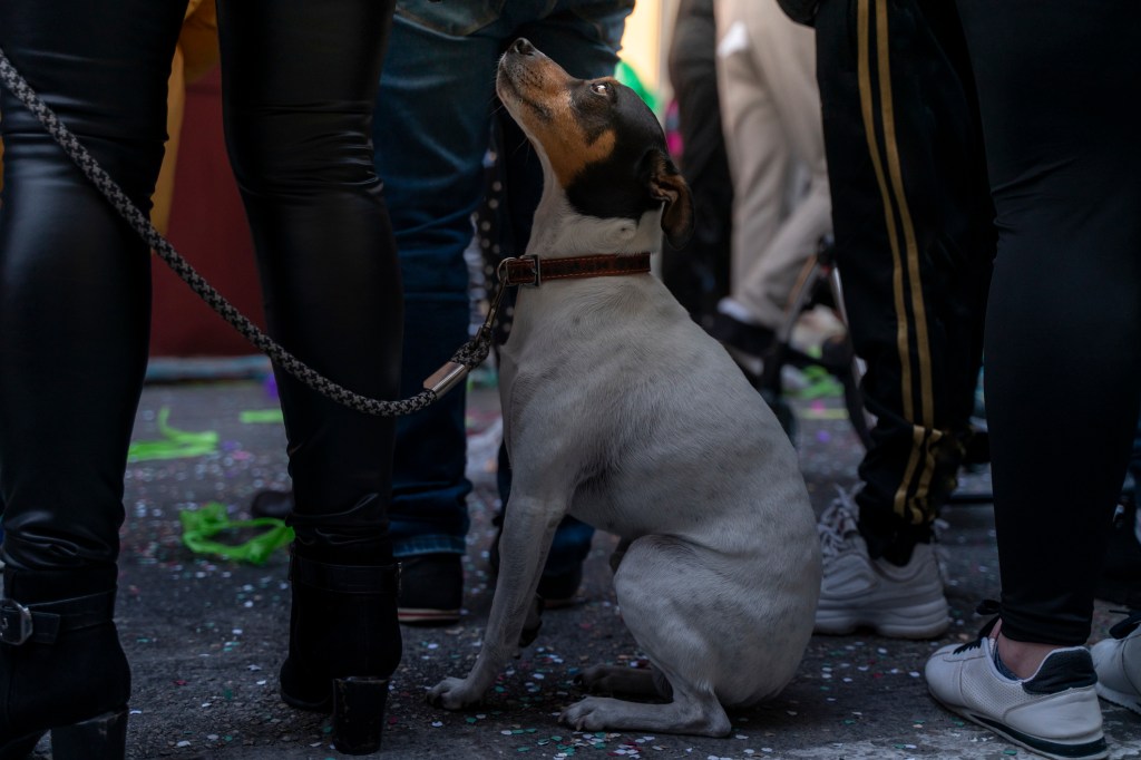 A scared-looking Terrier dog surrounded by people looking at his owner at Carnival Parade. Scared dog because of anxiety around crowds.