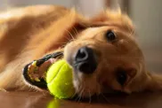 Adorable golden retriever playing fetch at home