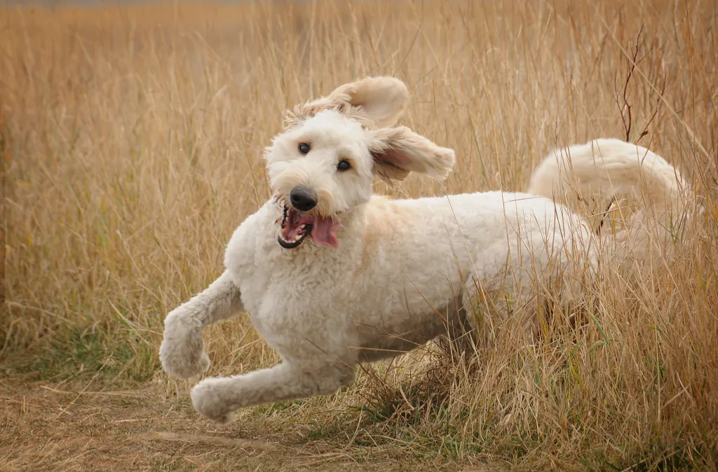 Goldendoodle, a popular Poodle mix, runs through the grass with their tongue out and ears flopping.