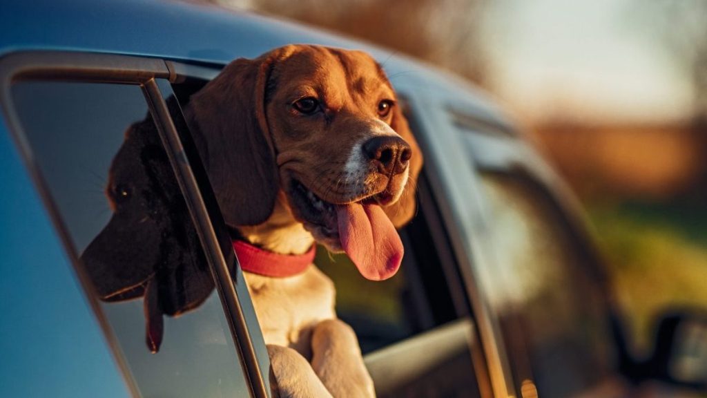 What Dog Breeds are Prone to Car Sickness? Unveiled Secrets