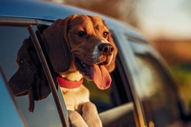 A Beagle, a breed prone to motion sickness, sticks their head out the window of a parked car.