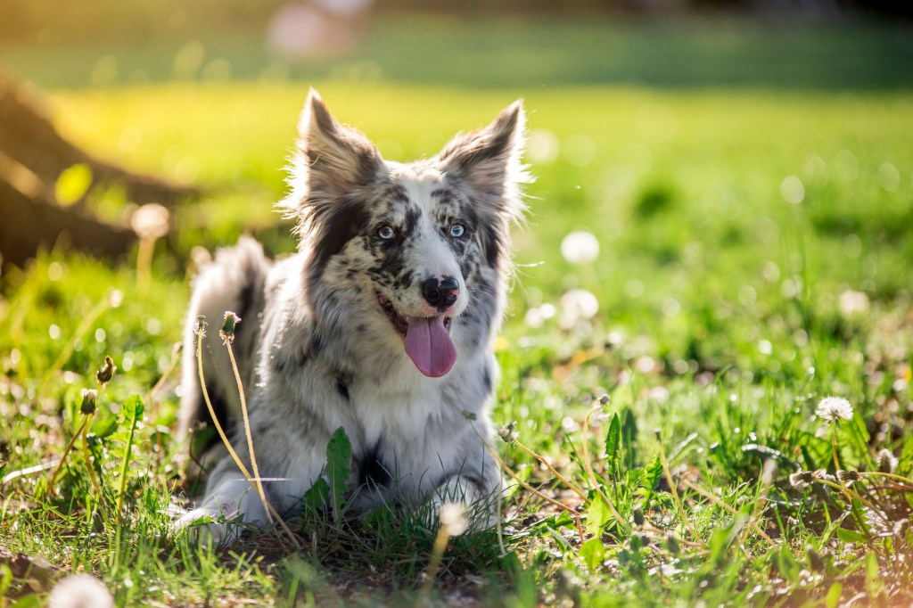 A blue merle Border Collie, a highly intelligent dog breed, lying in the meadow.