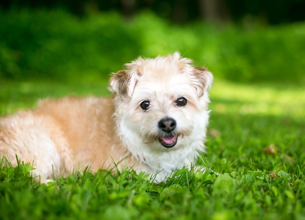 A cute Miniature Poodle x Pomeranian mixed breed dog lying in the grass outdoors.