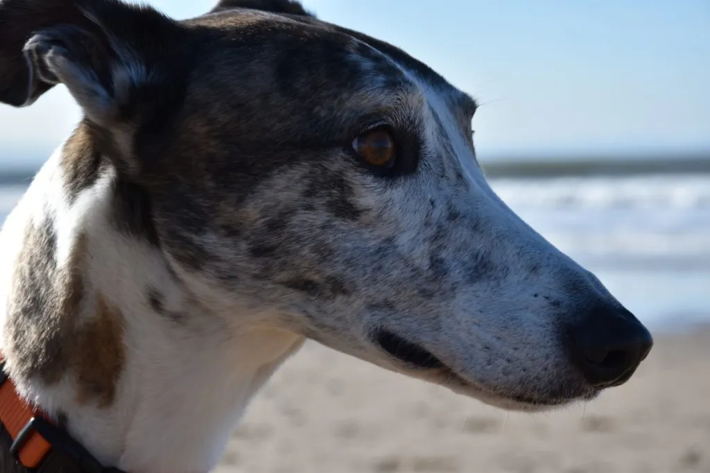 Close-Up Of Lurcher dog, Cardiff, United Kingdom