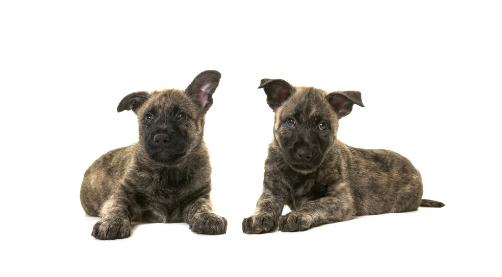 Two wire-haired Dutch Shepherd puppies.
