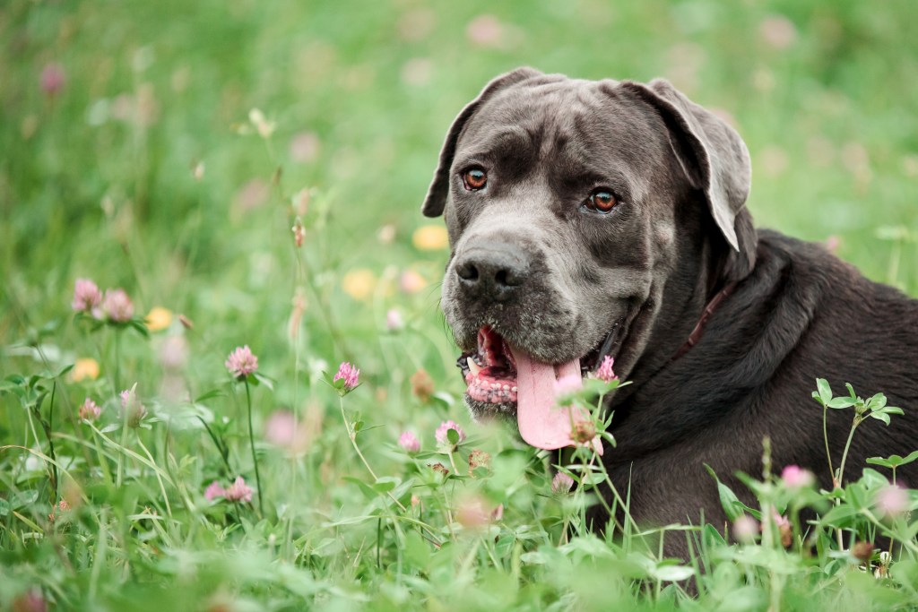 Picture of a beautiful Cane Corso in a bed of flowers.