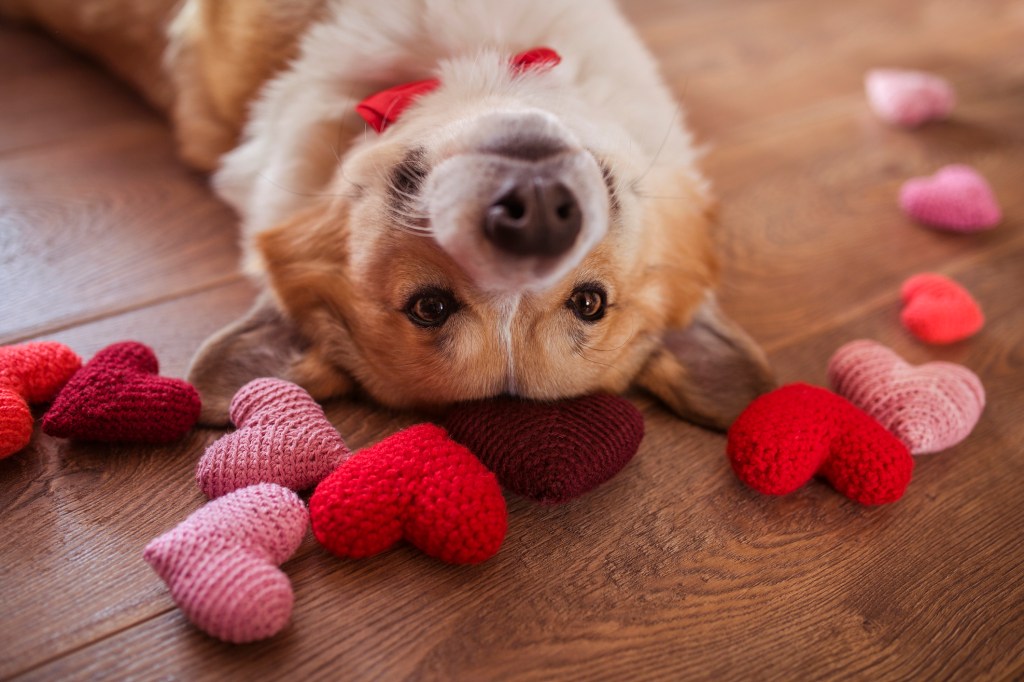 Cute portrait of a Corgi dog lying on the floor with knitted hearts.