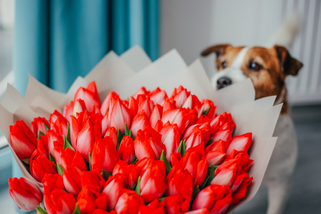 Jack Russell smells pink tulips, a flower not safe for dogs on Valentine's Day.