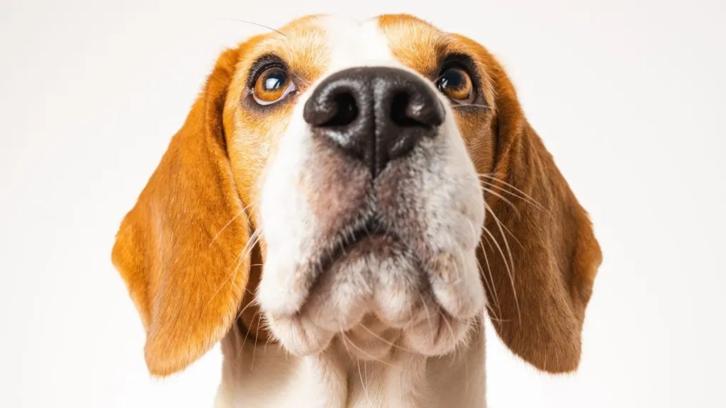 Beagle, a dog breed prone to weight gain, stares up at a camera.