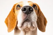 Beagle, a dog breed prone to weight gain, stares up at a camera.
